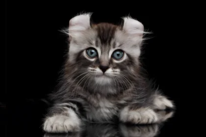 WhiskerWitty American Curl Cat Breed