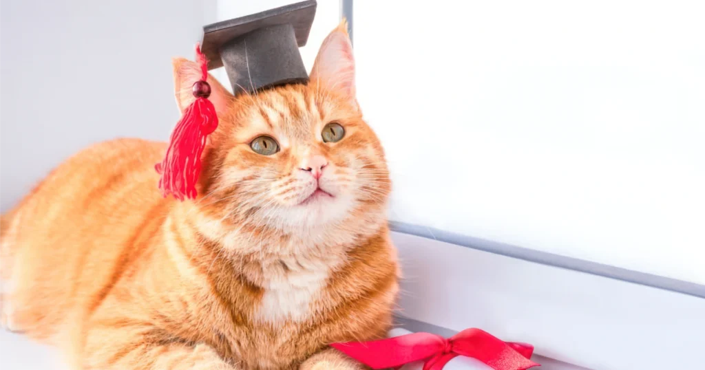 WhiskerWitty Graduated Cat School