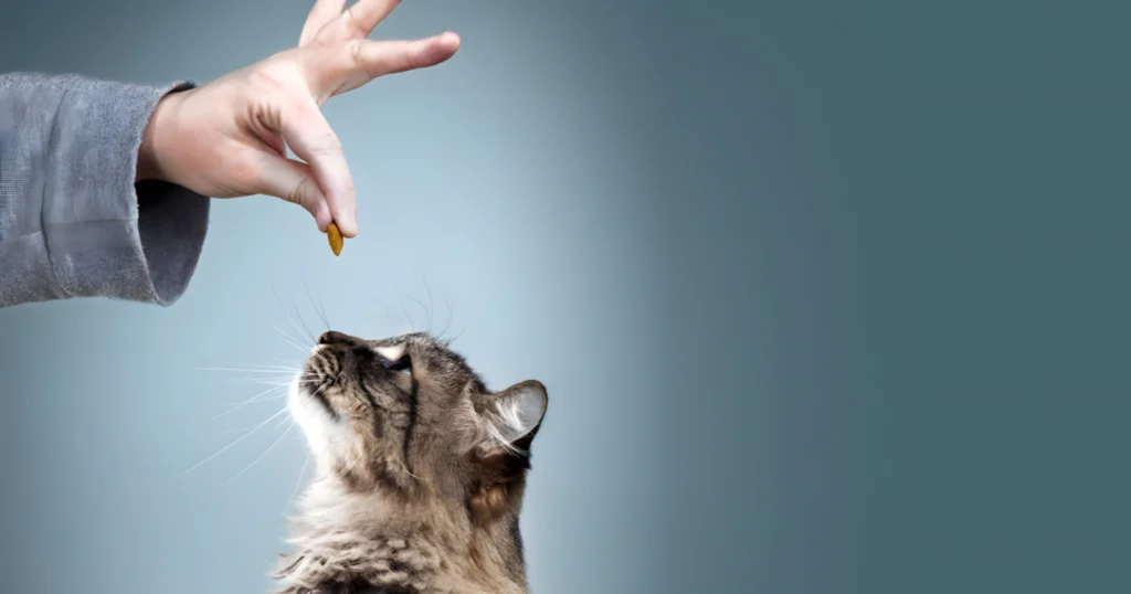 WhiskerWitty-stock-photo-fluffy-gray-tabby-cat-receiving-a-treat-Alamy