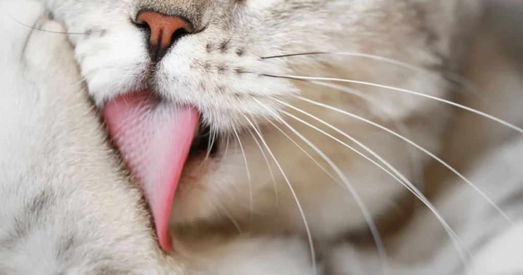 whiskerwitty-cat-licking-fur-shutterstock