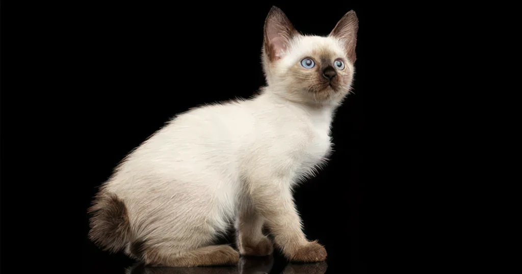 whiskerwitty-mekong-bobtail-kitten-shutterstock